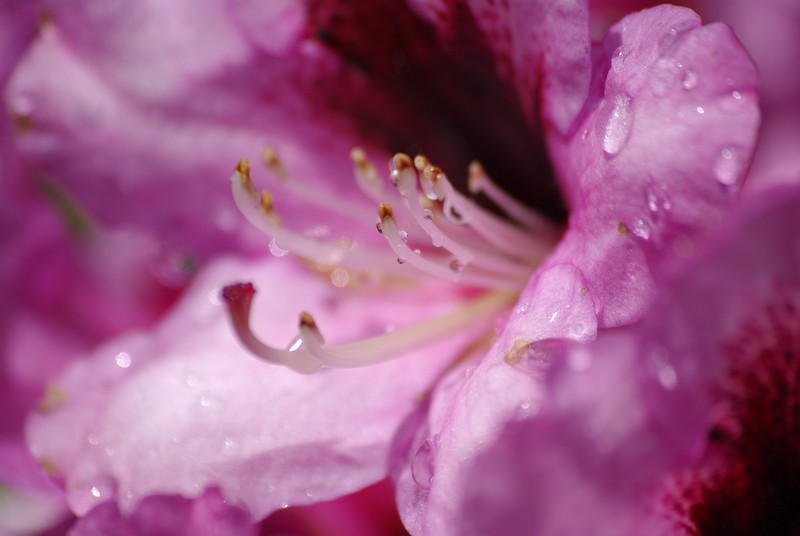 Rododendron 8.JPG